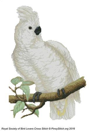 (image for) RSBL Cockatoo Great White Crested